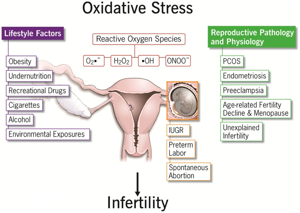 Stress Vs Sex How Negative Emotions Kill Libido And Fertility